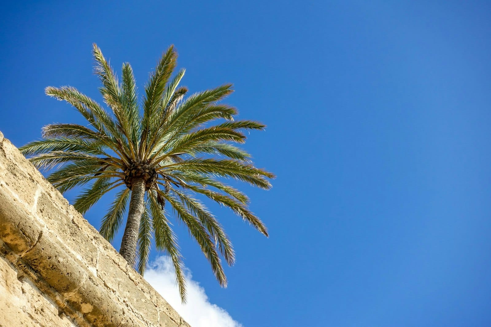 Summer Spanish courses in Barcelona - why they make sense